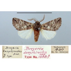 /filer/webapps/moths/media/images/D/dasychiroides_Breyeria_HT_TMSA.jpg