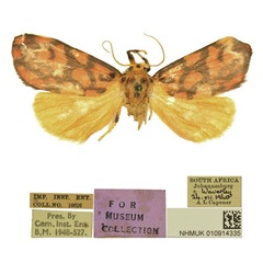 /filer/webapps/moths/media/images/R/rubea_Tumicla_AM_BMNH.jpg