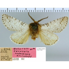 /filer/webapps/moths/media/images/N/natalensis_Cerurella_HT_NMB.jpg