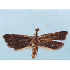 /filer/webapps/moths/media/images/G/griveaudi_Torodora_HT_MNHN.jpg