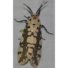 /filer/webapps/moths/media/images/M/marginalis_Afrowatsonius_A_Jorpeland.jpg