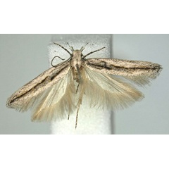 /filer/webapps/moths/media/images/M/munita_Scrobipalpa_HT_BMNH.jpg