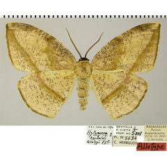 /filer/webapps/moths/media/images/H/herbuloti_Hylemera_AT_ZSM.jpg