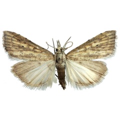 /filer/webapps/moths/media/images/X/xanthomista_Hyperlais_AM_BMNH.jpg