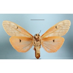 /filer/webapps/moths/media/images/R/rhodophaea_Teracotona_A_MGCLb_01.jpg
