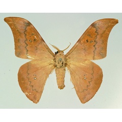 /filer/webapps/moths/media/images/C/chalix_Orthogonioptilum_AM_Basquin.jpg