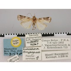/filer/webapps/moths/media/images/C/chrysophaes_Euxootera_PT_BMNH.jpg