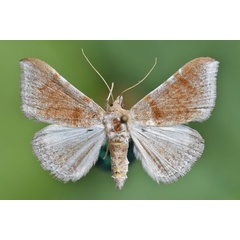 /filer/webapps/moths/media/images/E/euprepes_Euippodes_A_Butler.jpg