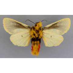 /filer/webapps/moths/media/images/S/splendens_Eudaphaenura_A_RMCA_02.jpg