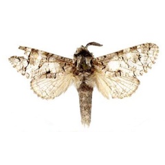 /filer/webapps/moths/media/images/D/dargei_Afrikanetz_HT_MWM.jpg