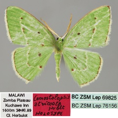 /filer/webapps/moths/media/images/A/atricosta_Comostolopsis_HT_ZSM_01.jpg
