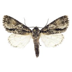/filer/webapps/moths/media/images/O/orbicularis_Berionycta_HT_Behounek.jpg