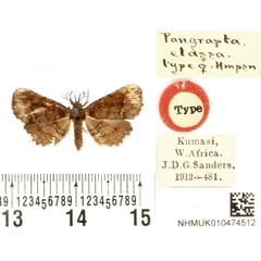 /filer/webapps/moths/media/images/E/elassa_Pangrapta_HT_BMNH.jpg