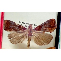 /filer/webapps/moths/media/images/M/malagasy_Plusiodonta_A_PZBT.jpg