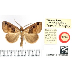 /filer/webapps/moths/media/images/M/mediana_Marcipa_HT_BMNH.jpg