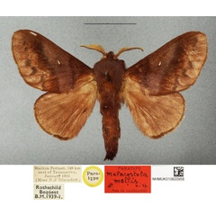 /filer/webapps/moths/media/images/M/mollis_Malacostola_PTM_BMNH.jpg