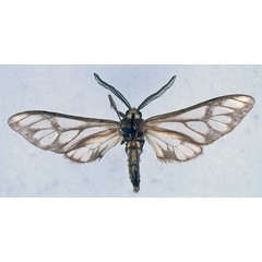 /filer/webapps/moths/media/images/N/negus_Thyretes_HT_BMNH_01.jpg