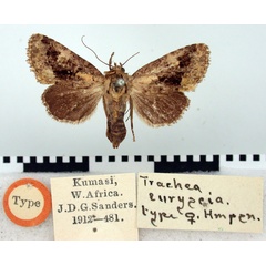 /filer/webapps/moths/media/images/E/euryscia_Trachea_HT_BMNH.jpg