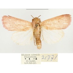 /filer/webapps/moths/media/images/R/rosescens_Mythimna_AM_BMNH.jpg