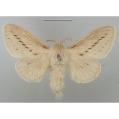 /filer/webapps/moths/media/images/J/jordani_Beralade_AF_TMSA_01.jpg