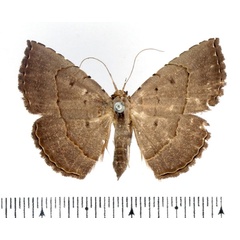 /filer/webapps/moths/media/images/L/lophocera_Maxera_AF_BMNH.jpg
