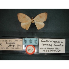 /filer/webapps/moths/media/images/S/serena_Callidrepana_HT_RMCA_01.jpg