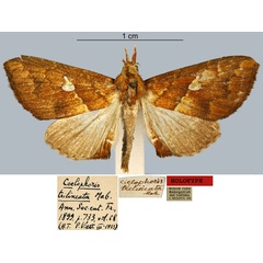 /filer/webapps/moths/media/images/T/trilineata_Coelophoris_HT_MNHN.jpg