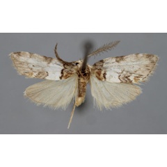 /filer/webapps/moths/media/images/R/rufibasis_Viettesia_A_BMNH.jpg
