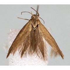 /filer/webapps/moths/media/images/K/kilifiensis_Scythris_HT_BMNH.jpg