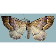 /filer/webapps/moths/media/images/A/achatina_Epirrhoe_AF_ZSM.jpg