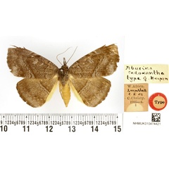 /filer/webapps/moths/media/images/E/endoxantha_Aburina_HT_BMNH.jpg