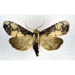 /filer/webapps/moths/media/images/P/pinheyi_Thacona_A_NHMO.jpg