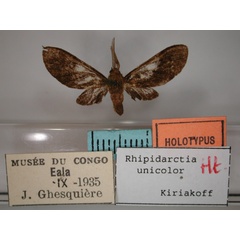 /filer/webapps/moths/media/images/U/unicolor_Rhipidarctia_HT_RMCA_01.jpg