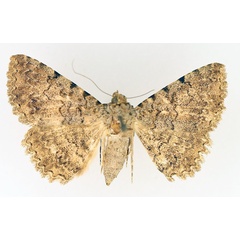 /filer/webapps/moths/media/images/S/sexmaculata_Beriodesma_AF_TMSA_01.jpg