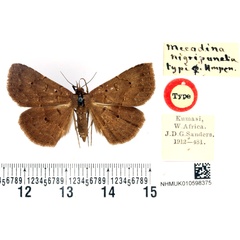 /filer/webapps/moths/media/images/N/nigripuncta_Mecodina_HT_BMNH.jpg