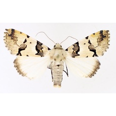 /filer/webapps/moths/media/images/E/eudela_Halochroa_AF_TMSA_01.jpg