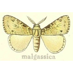 /filer/webapps/moths/media/images/M/malgassica_Labordea_LT_Hering_24g.jpg