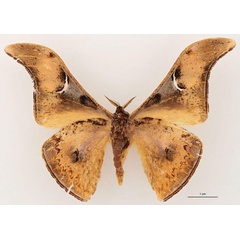 /filer/webapps/moths/media/images/N/nyungwensis_Dogoia_HT_RBINS_02.jpg