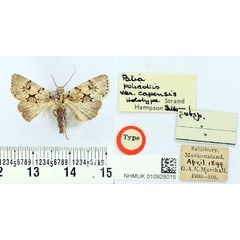 /filer/webapps/moths/media/images/C/capensis_Polia_HT_BMNH.jpg