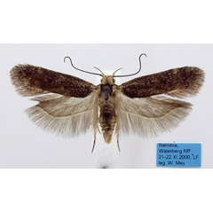 /filer/webapps/moths/media/images/E/exoenota_Armatophallus_HT_TMSA.jpg