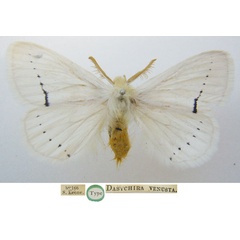 /filer/webapps/moths/media/images/V/venusta_Dasychira_STM_NHMUKa.jpg