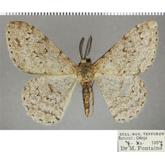 /filer/webapps/moths/media/images/K/kenyensis_Colocleora_AM_ZSMa.jpg