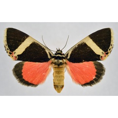 /filer/webapps/moths/media/images/E/euclidica_Colbusa_AF_NHMO.jpg