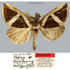 /filer/webapps/moths/media/images/M/megalesia_Fodina_HT_MNHN.jpg