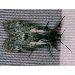 /filer/webapps/moths/media/images/R/rhodophaea_Teracotona_A_Roland.jpg