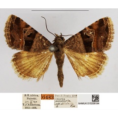 /filer/webapps/moths/media/images/D/dicincta_Ozarba_AM_NHMUK.jpg