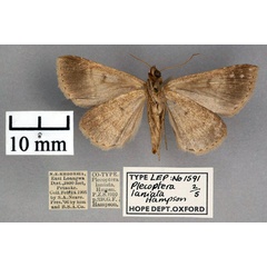 /filer/webapps/moths/media/images/L/laniata_Plecoptera_STF_OUMNH_02.jpg