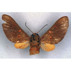 /filer/webapps/moths/media/images/A/angolensis_Balacra_HT_ZSM_01.jpg
