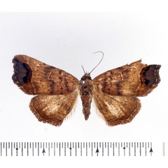/filer/webapps/moths/media/images/B/bathyscia_Maxera_AF_BMNH.jpg