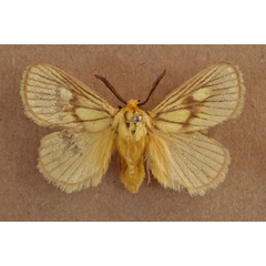/filer/webapps/moths/media/images/P/polana_Cosuma_A_Butler.jpg
